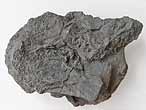 Planohybodus grossiconus cartilage Fossile du jurassique Boulonnais